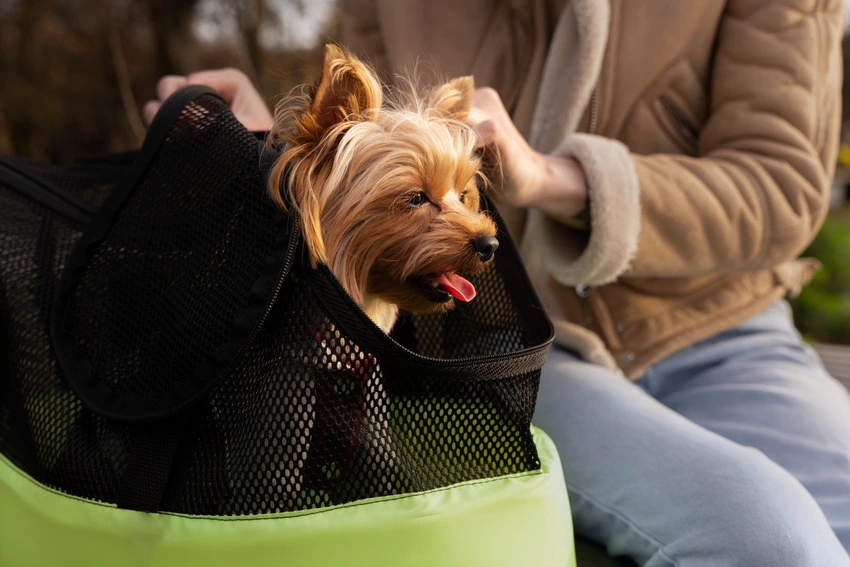 Pet Boarding Services: Types, What to Expect, and Tips for Pet Owners