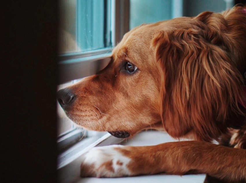 how-long-can-you-leave-your-dog-alone