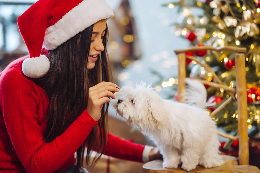 preparing your pet for a home away from home this christmas