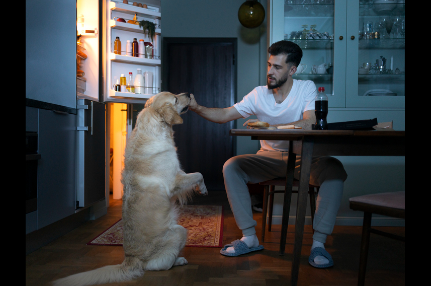 dog overnight boarding in a sitters home