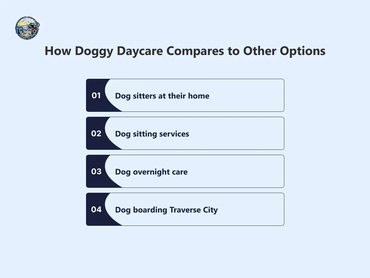 How Doggy Daycare Compares to Other Options