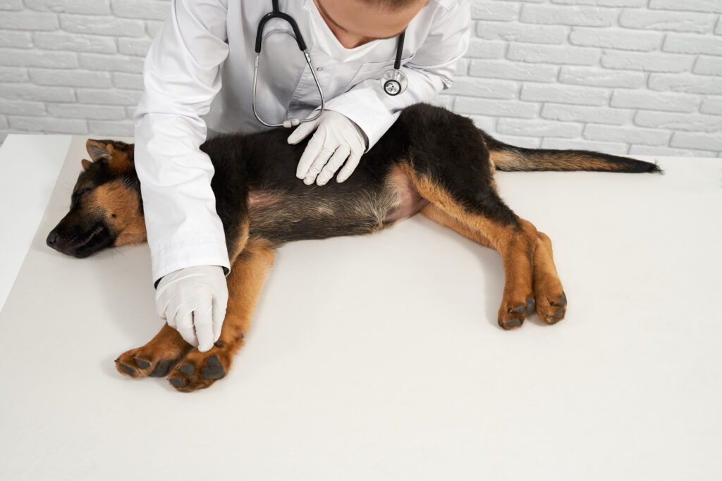 Pet First-Aid Basics Every Owner Should Master Before Any Stay