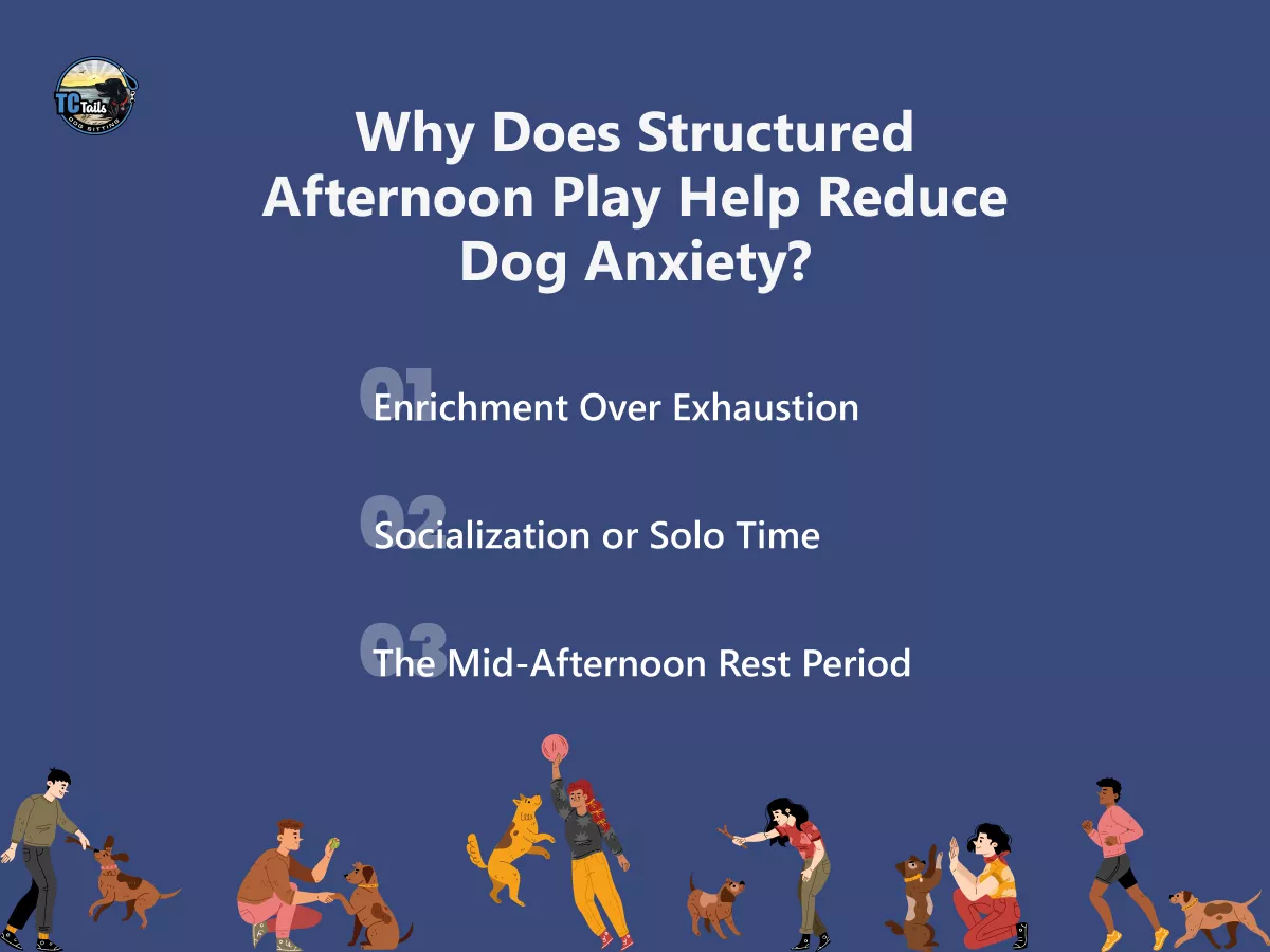 why-does-structured-afternoon-play-help-reduce-dog-anxiety-69c39f3aadbee