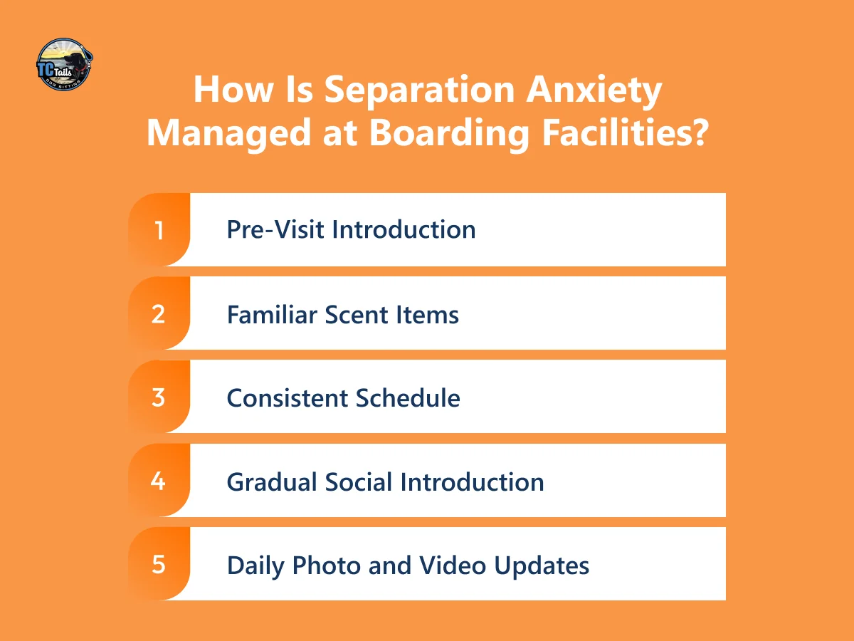 How Is Separation Anxiety Managed at Boarding Facilities