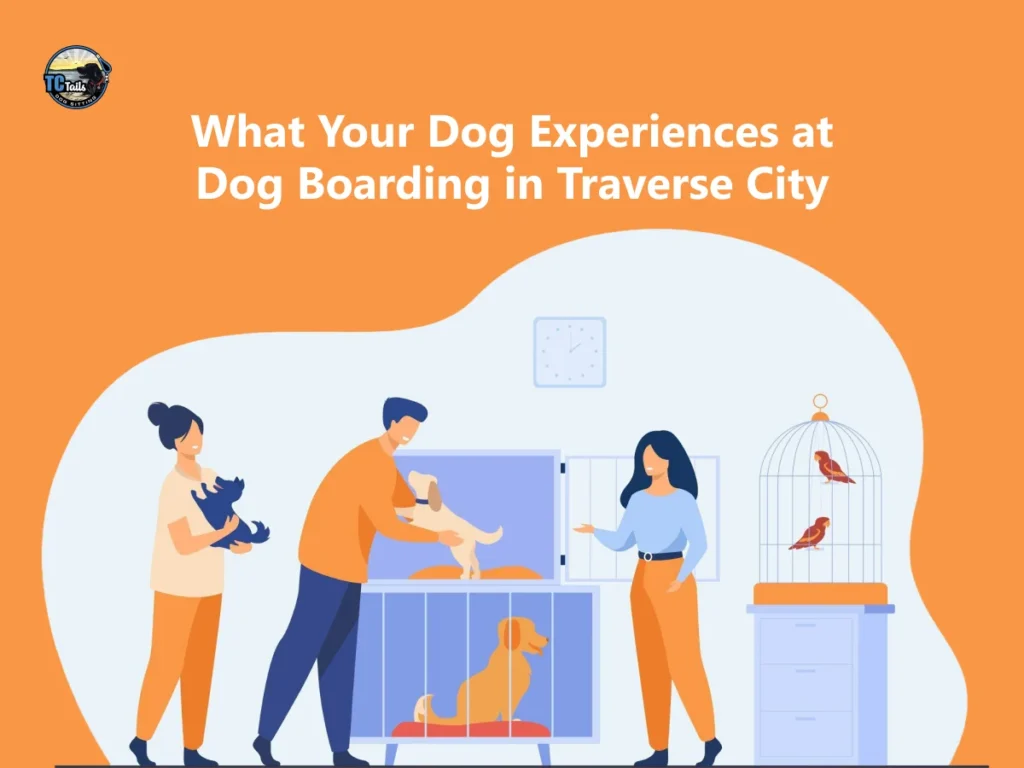 Dog Boarding Traverse City: What Your Dog Actually Experiences Each Day