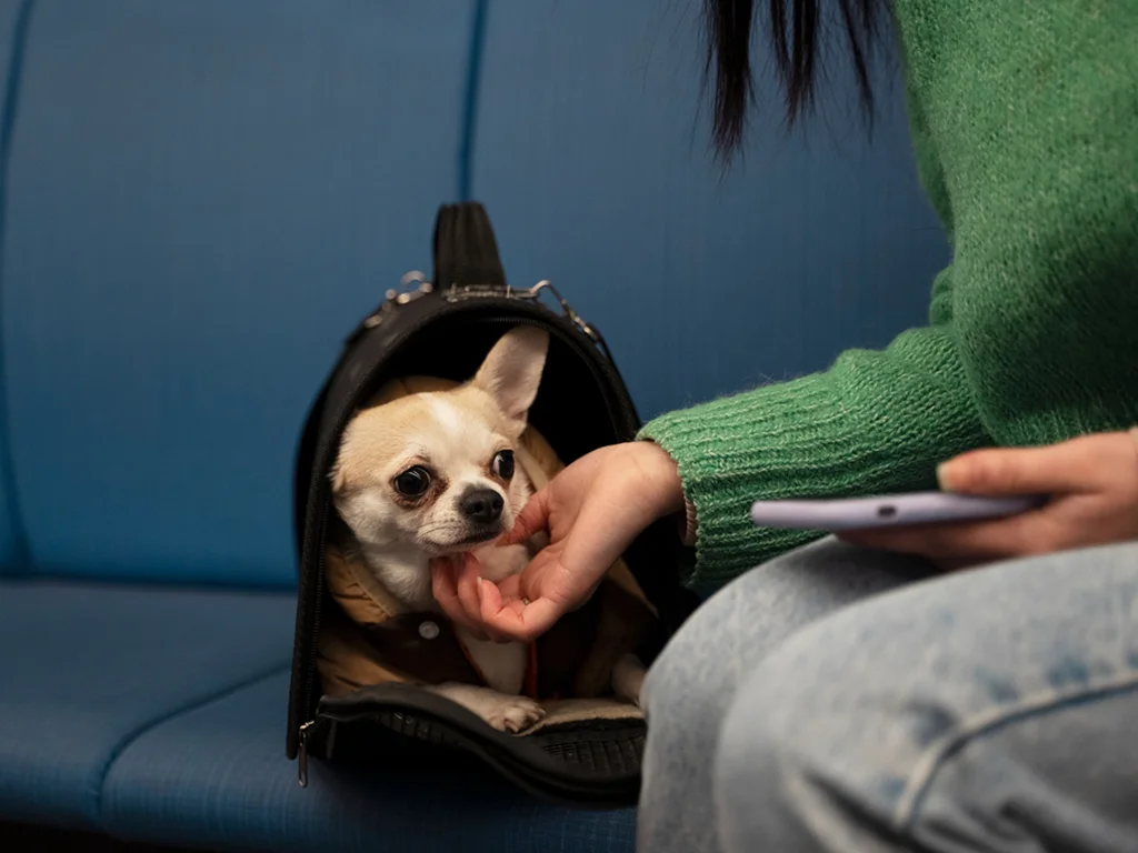why-leaving-your-dog-feels-harder-than-leaving-your
